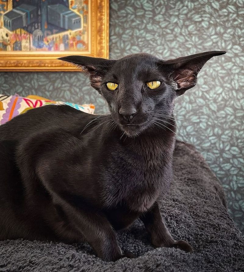 Oriental Shorthair