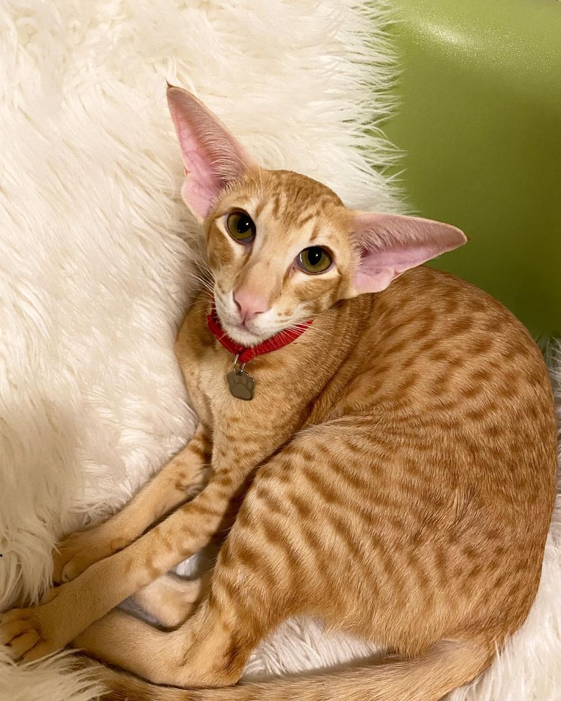 Oriental Shorthair