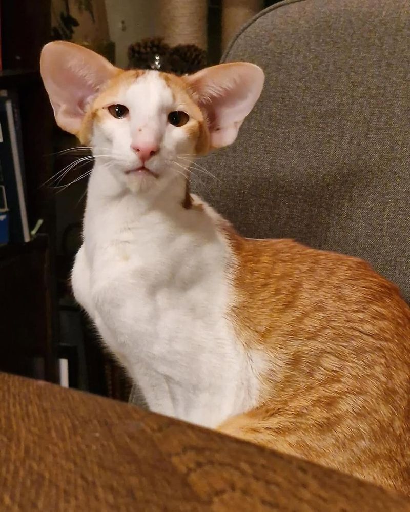 Oriental Shorthair