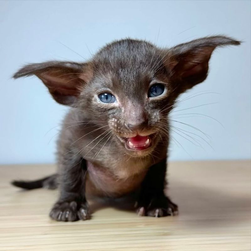 Oriental Shorthair Kitten