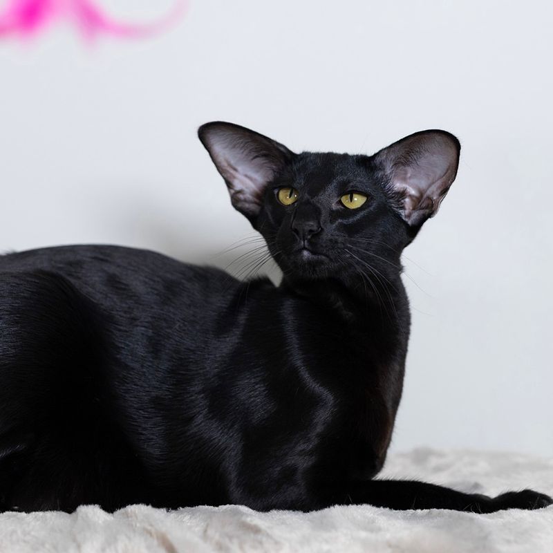 Oriental Shorthair