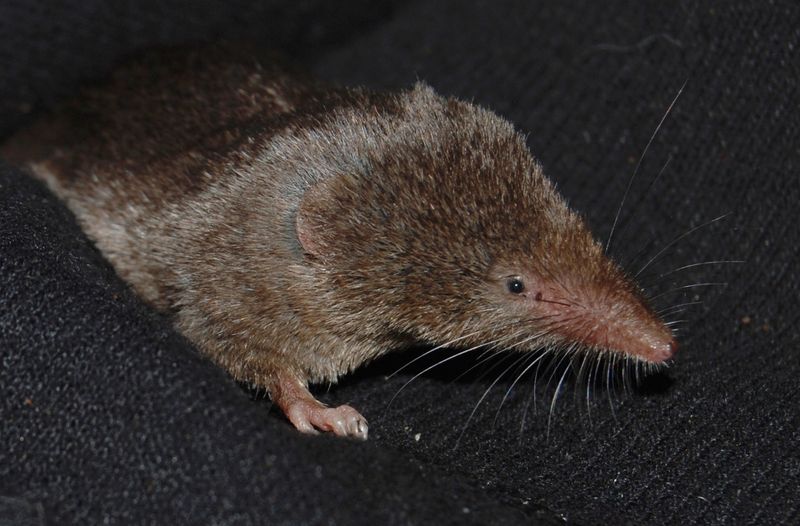 Ornate Shrew