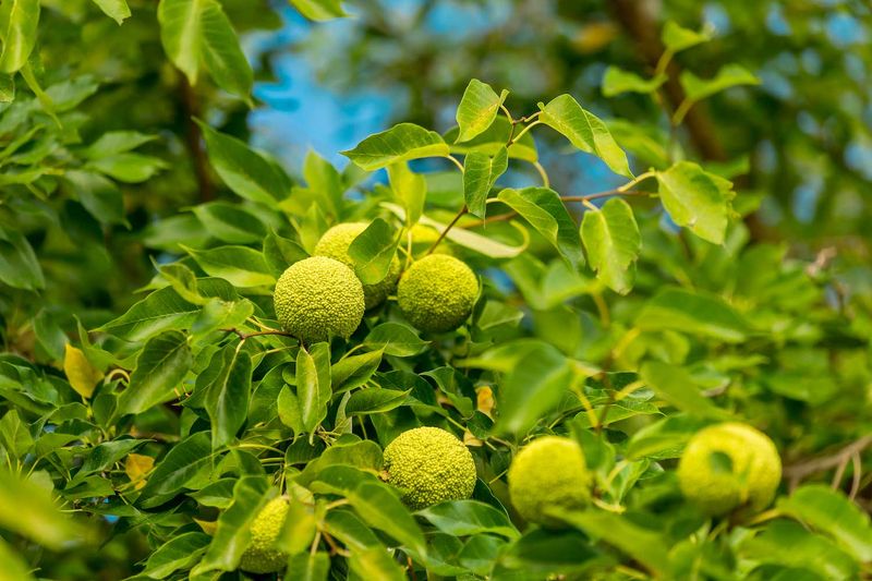 Osage Orange