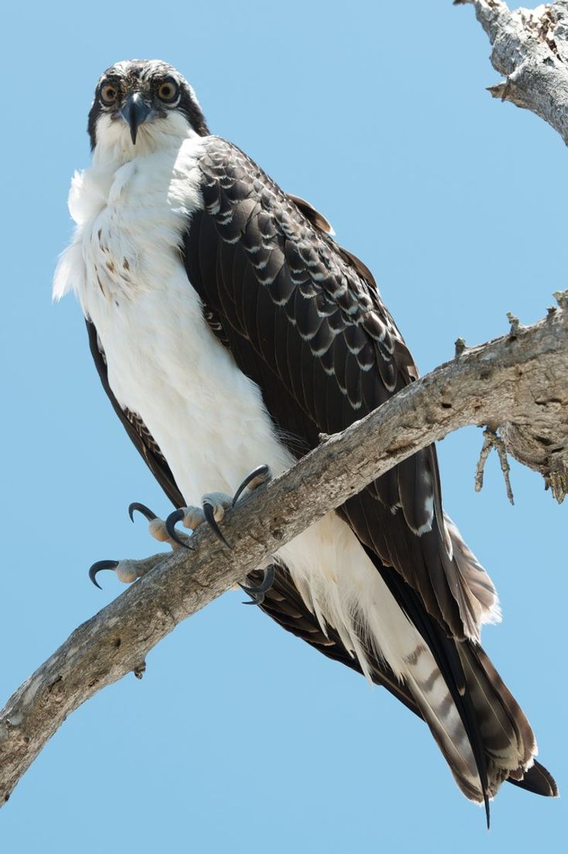 Osprey