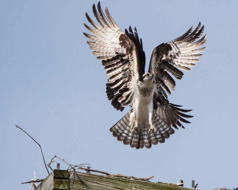 Osprey in Maryland