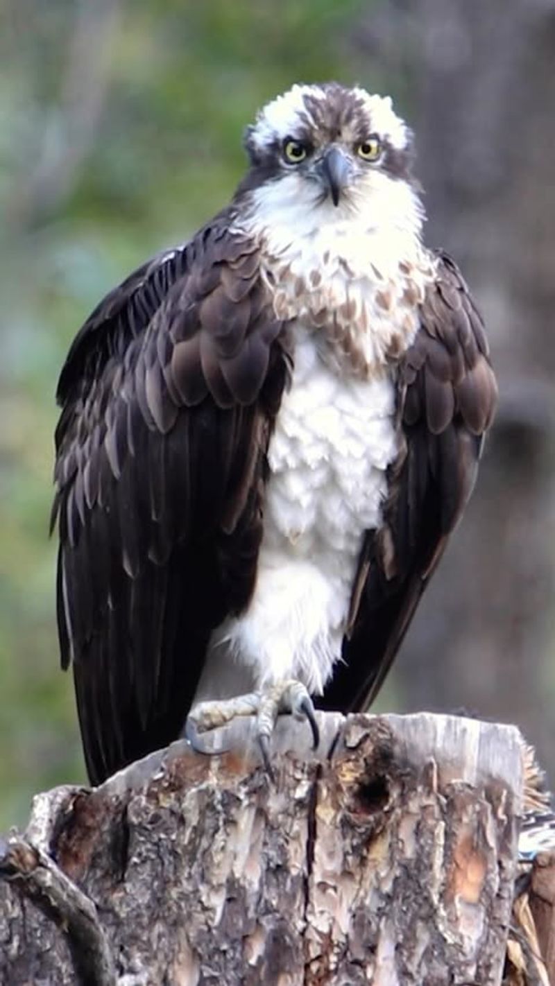 Osprey