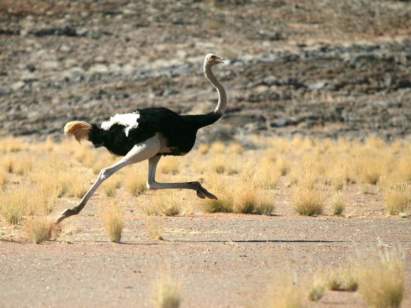 Ostrich Speed and Size