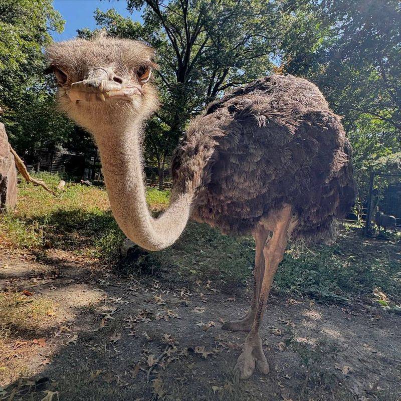 Ostriches Bury Their Heads in the Sand