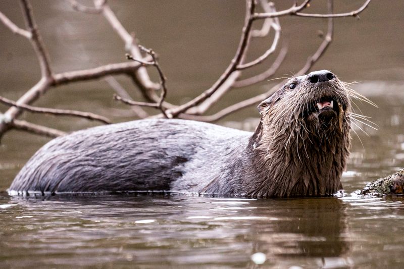 Otter Saves Child from Drowning