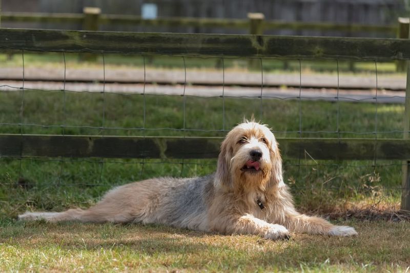 Otterhound