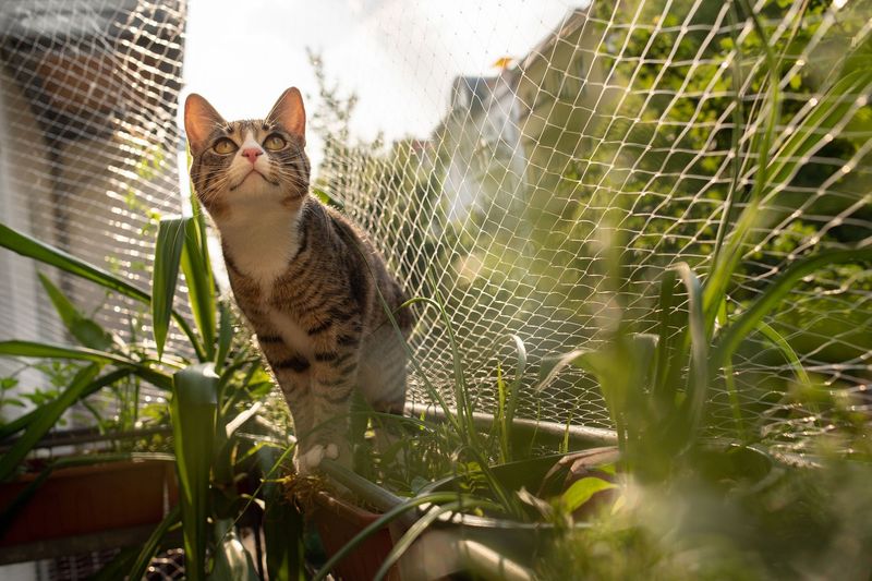 Outdoor Enclosures