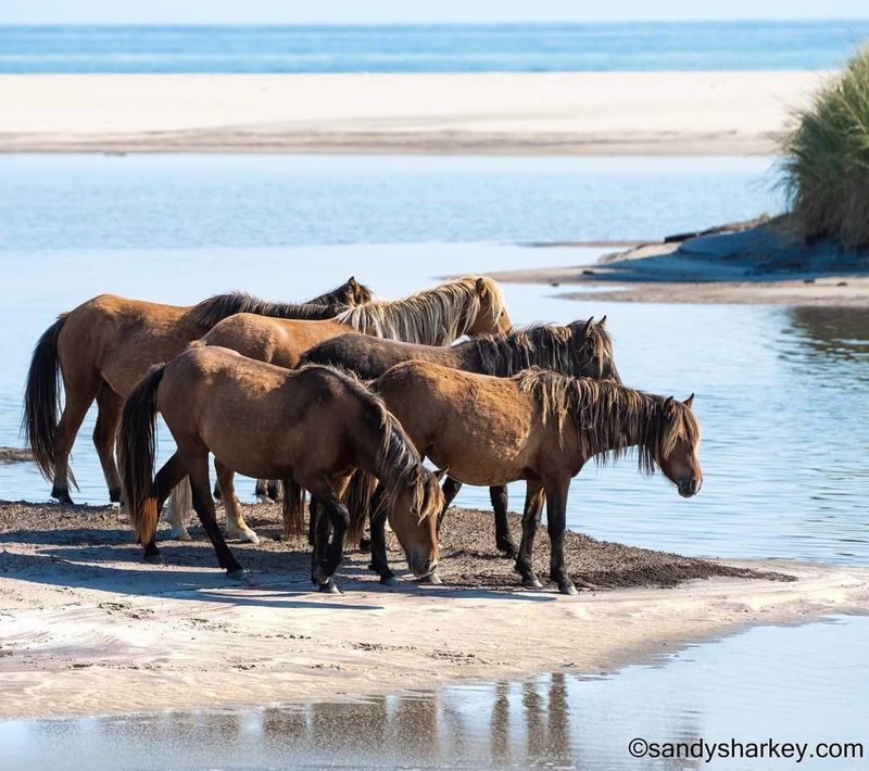 Dauphin Island, Alabama