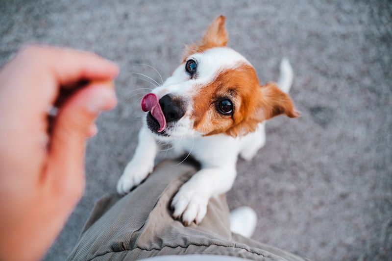 Overfeeding Treats