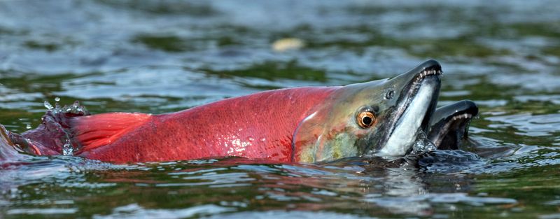 Overfishing Has Pushed Them To The Edge