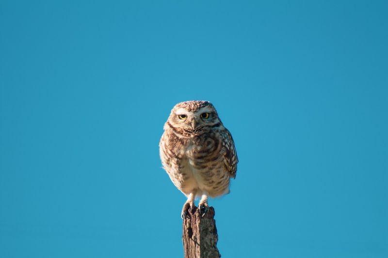 Owls Are Wise