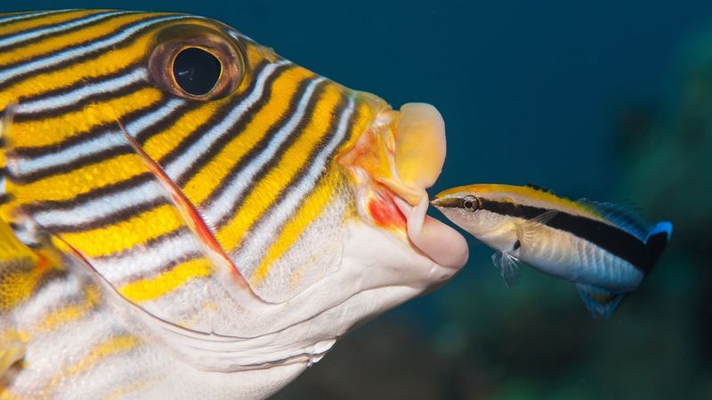 Cleaner Fish And Grouper