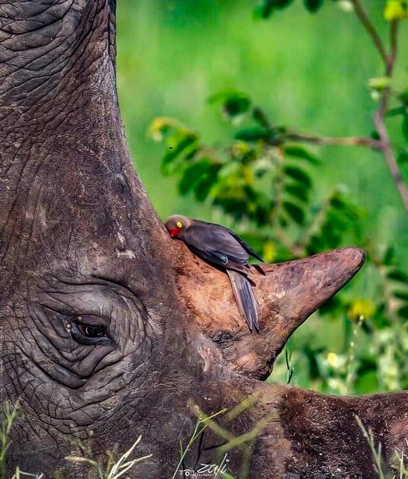 Oxpecker and Rhinoceros