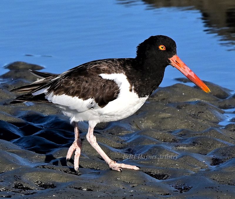 Oystercatcher