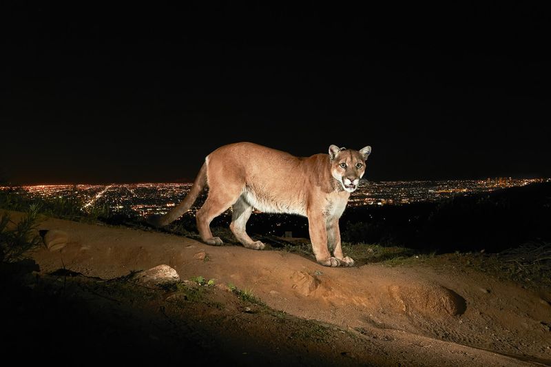 P-22 the Mountain Lion