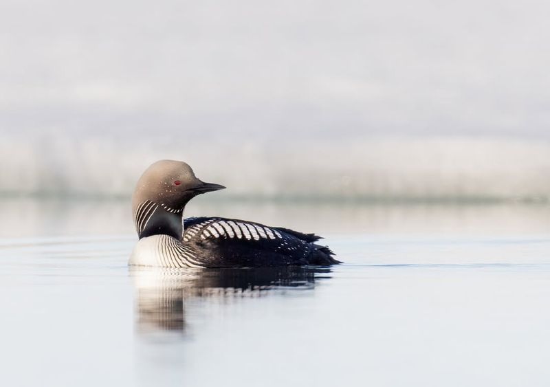 Pacific Loon