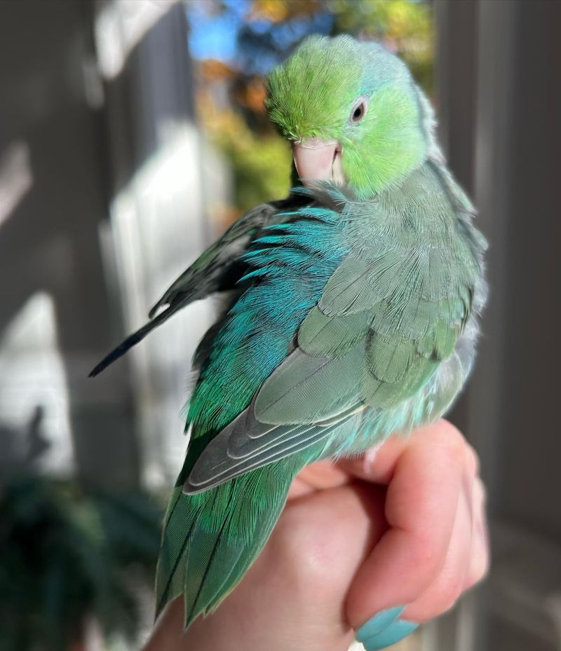 Pacific Parrotlet