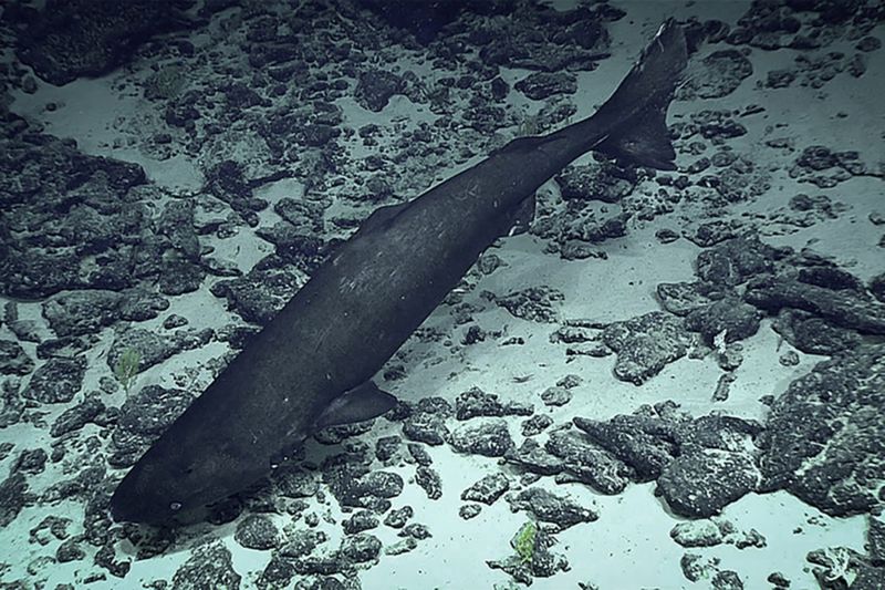 Pacific Sleeper Shark