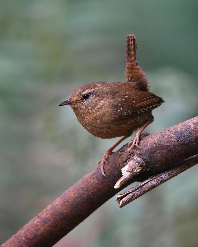 Pacific Wren