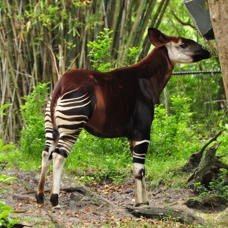 Okapi