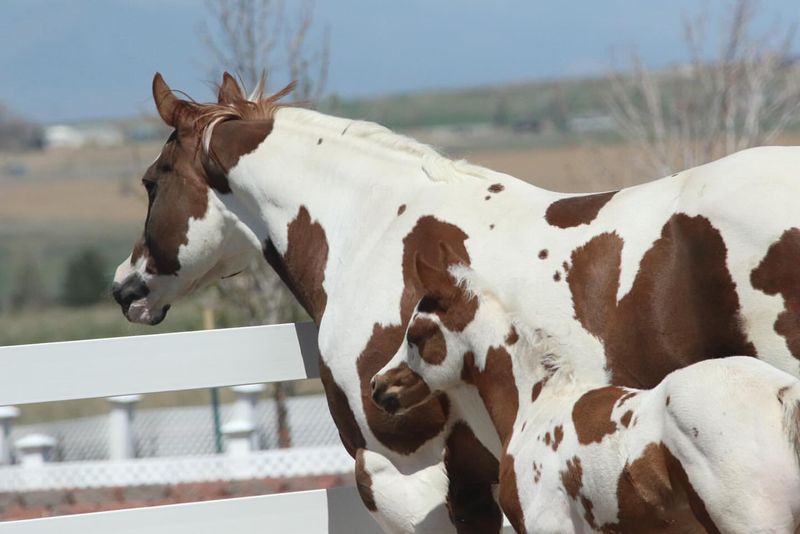 Paint Horse