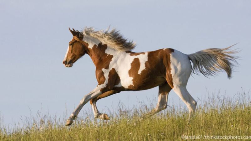 Paint Horse