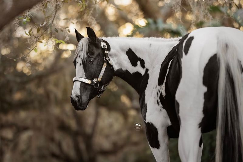 Paint Horse