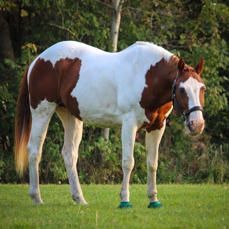 Paint Pony