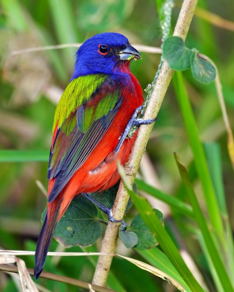 Painted Bunting