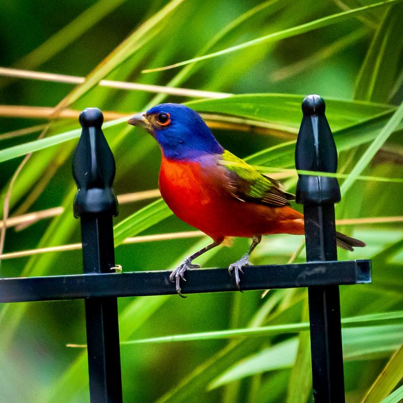 Painted Bunting