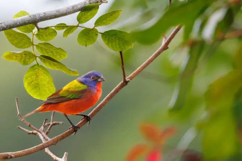 Painted Bunting