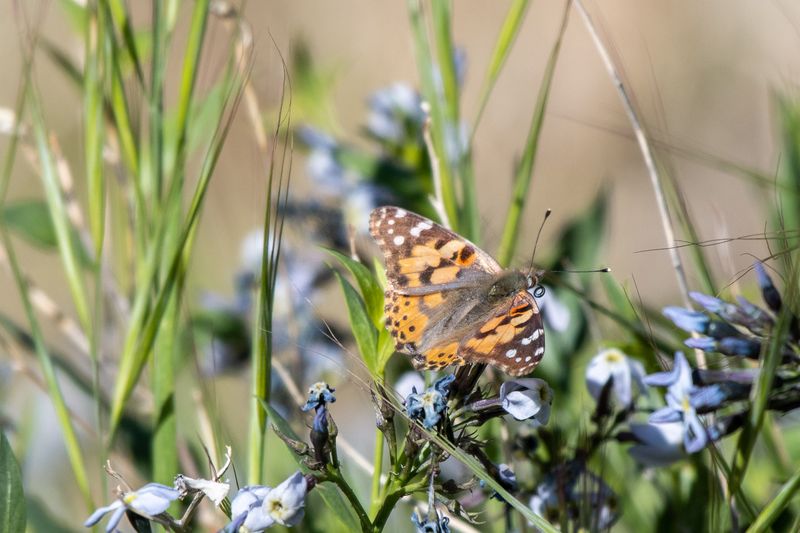 Painted Lady - Nevada