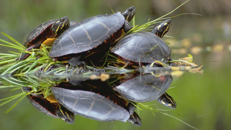 Painted Turtle