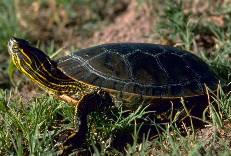 Painted Turtle