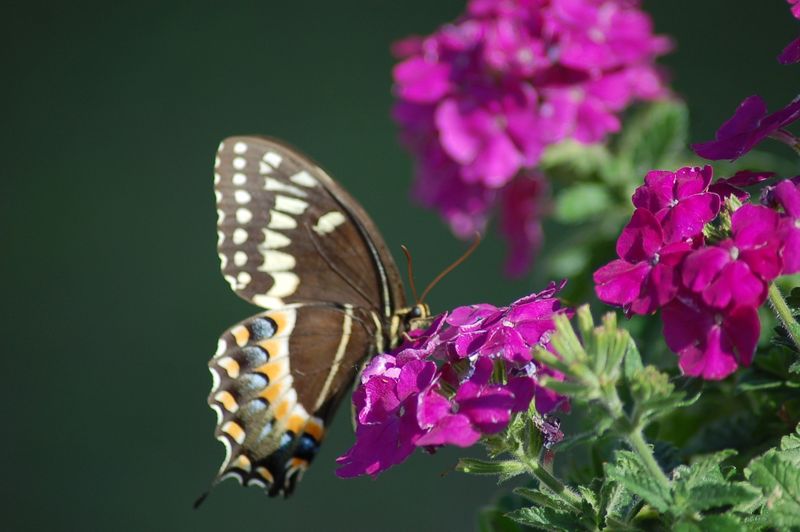 Palamedes Swallowtail - South Carolina