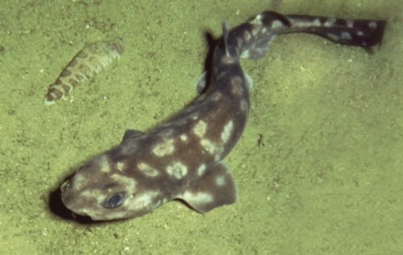 Pale Catshark