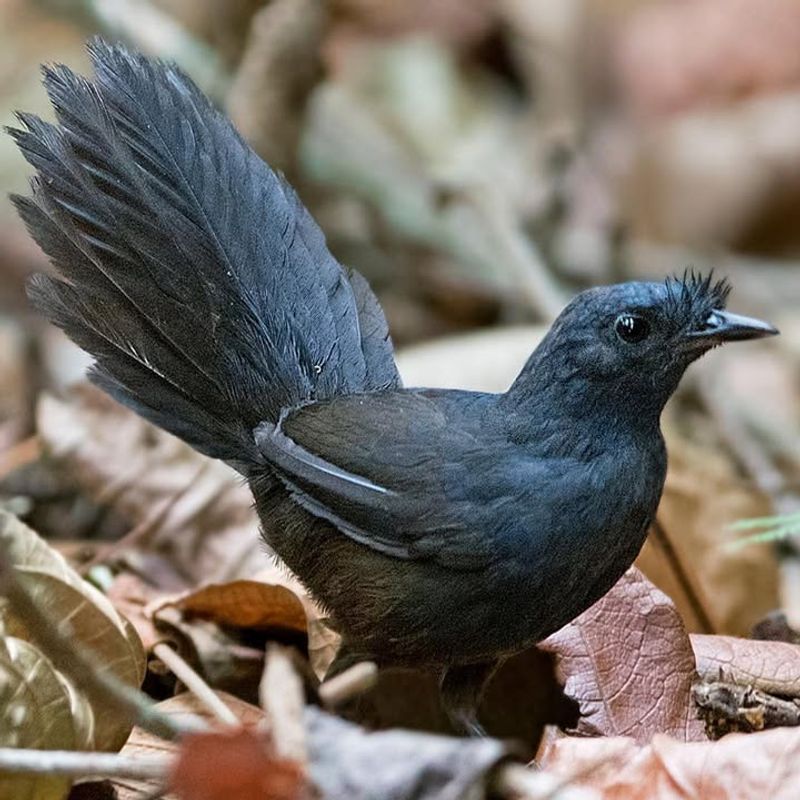 Stresemann's Bristlefront - Atlantic Forests, Brazil