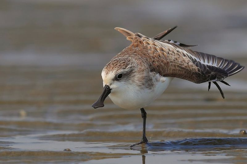 Spoon-Billed Sandpiper