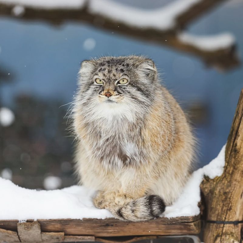 Pallas's Cat