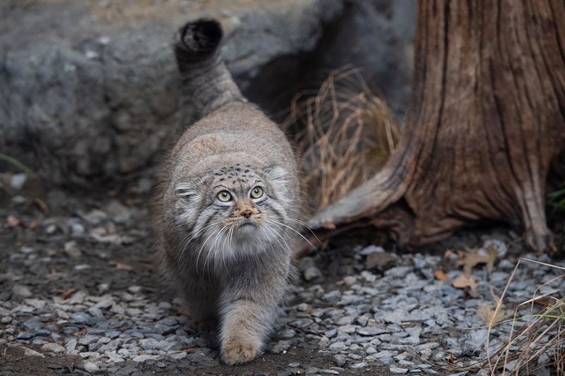 Pallas's Cat