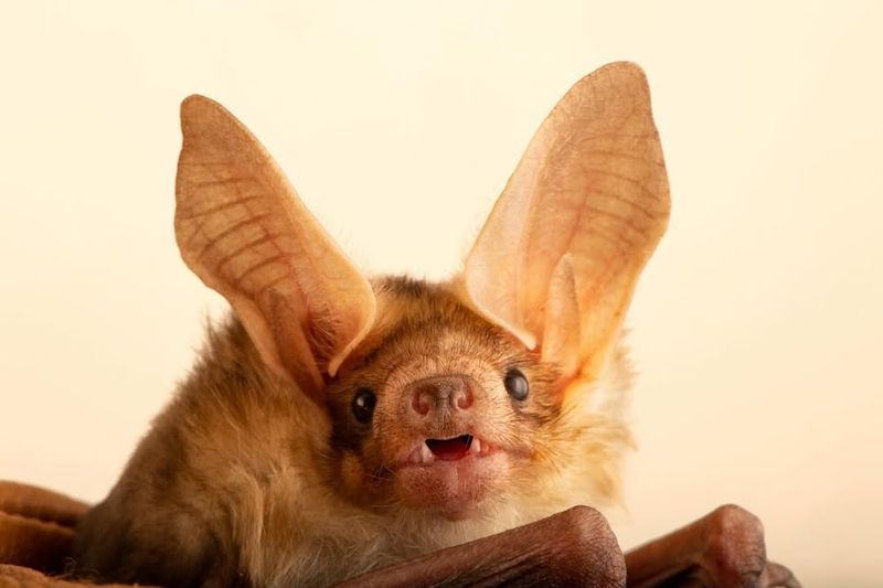 Pallid Bat