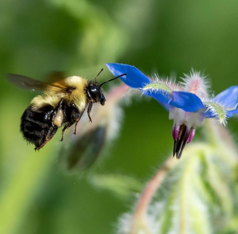 Bumblebee – Flight Efficiency