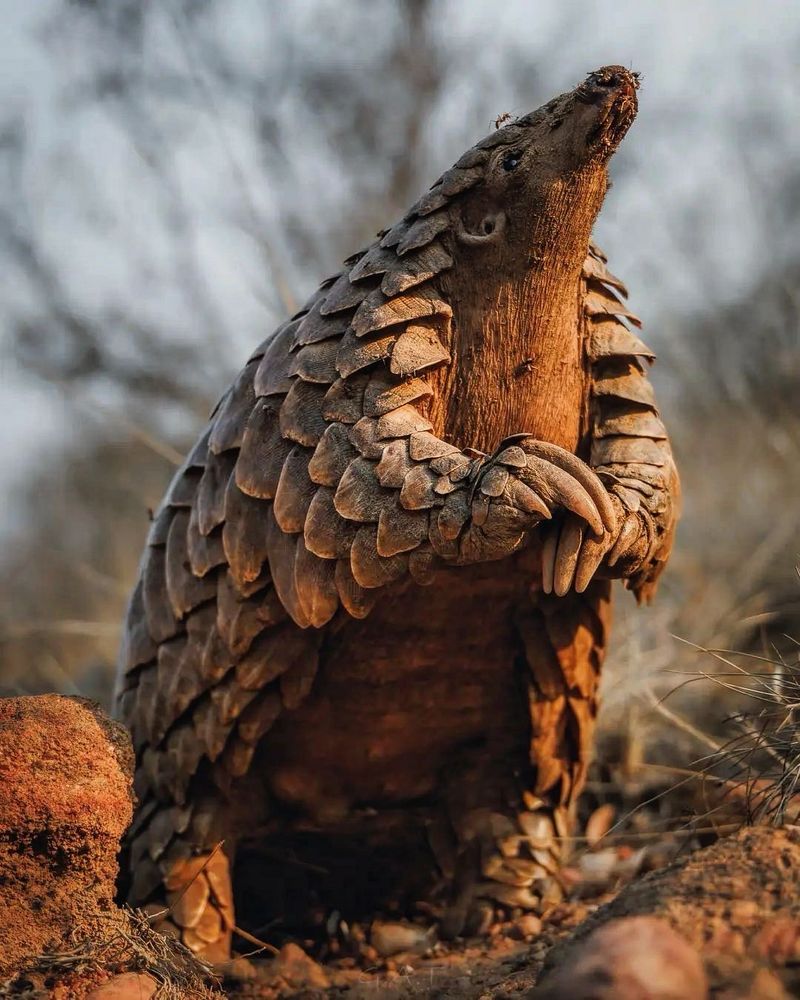 Pangolin