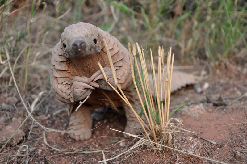 Pangolin's Historical Reverence