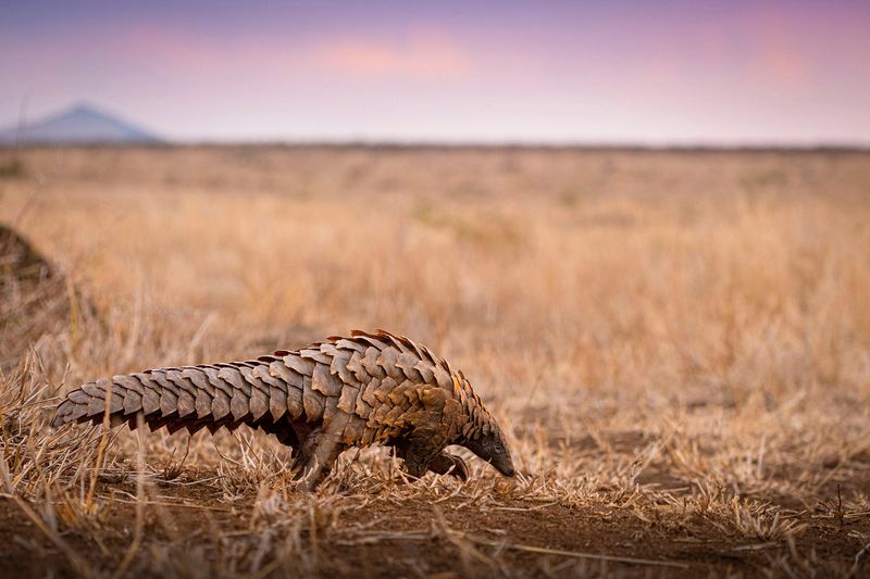 Pangolin's Role in Ecosystems