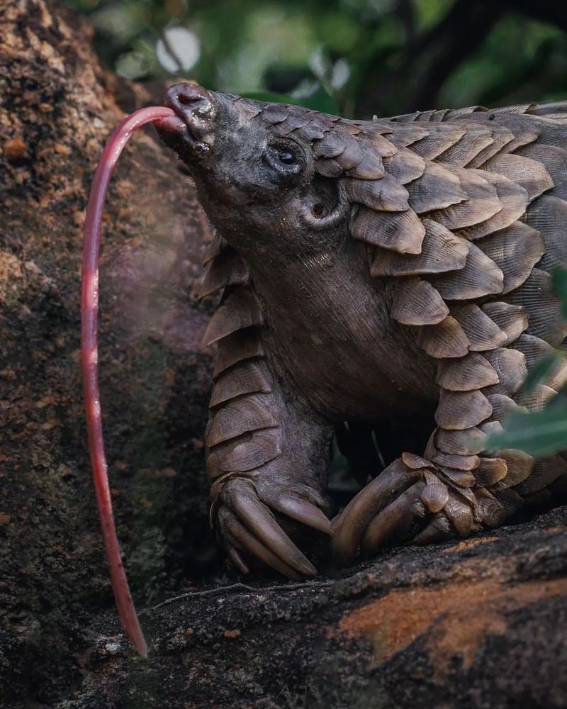 Pangolin